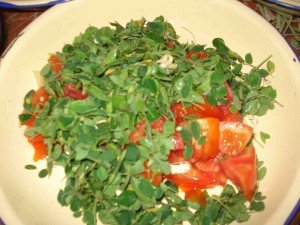 Exquisito plato de moringa con tomate. Nueva forma de alimentacin orientada por el rgimen de los Castro a todos los cubanos. Excelente sust
